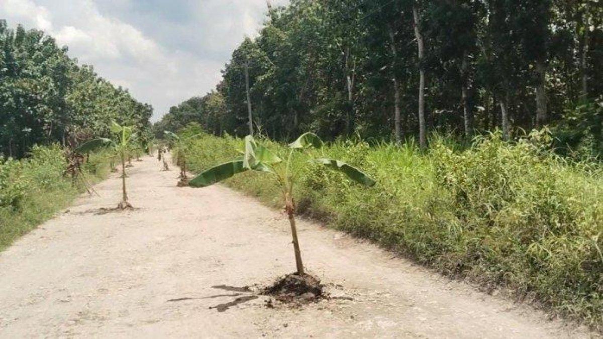 JALAN BLORA RUSAK - Ruas jalan Cabak - Bleboh Kecamatan Jiken, Kabupaten Blora, ditanami pisang oleh warga, Rabu (2/4/2025). Aksi tersebut sebagai bentuk protes warga terhadap janji bupati yang tak segera terealisasi.
