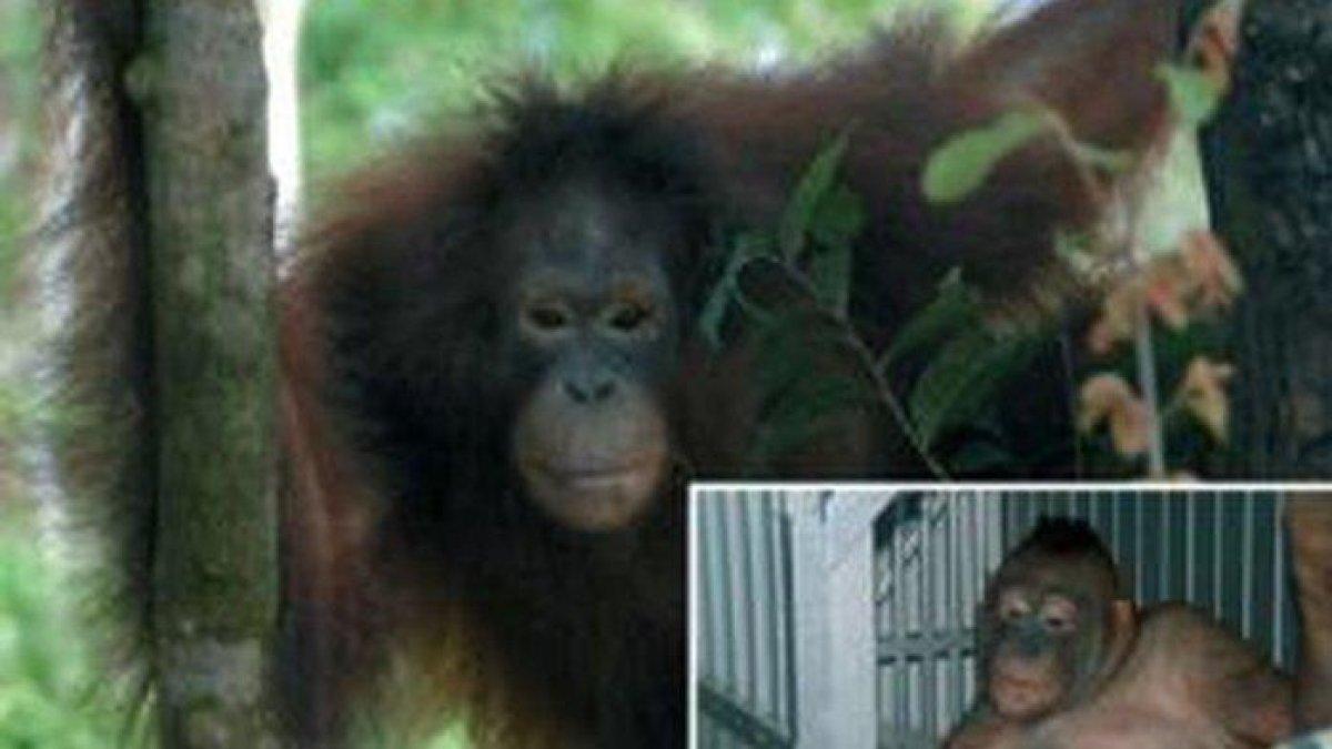 SOSOK Pony, orang utan asal Kalimantan Tengah yang sempat dijadikan budak birahi manusia, kini nasibnya masih belum bisa hidup seperti biasanya