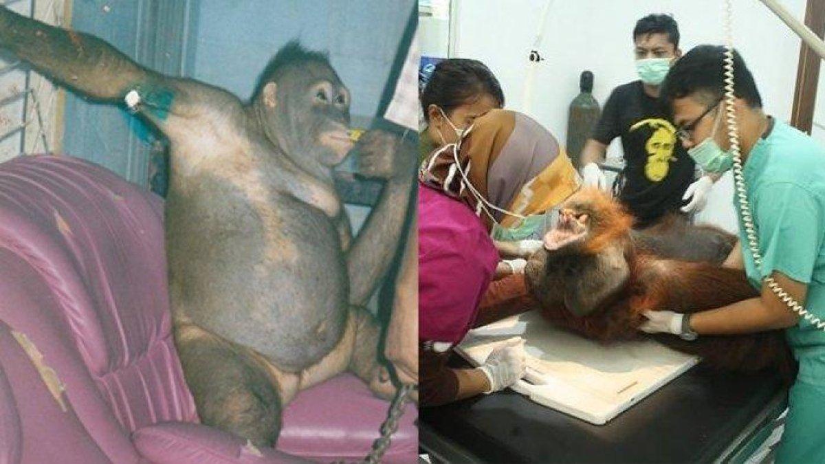 SOSOK Pony, orang utan asal Kalimantan Tengah yang sempat dijadikan budak birahi manusia, kini nasibnya masih belum bisa hidup seperti biasanya
