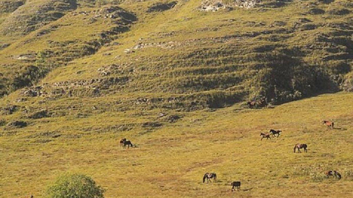 Sabana Sumba
