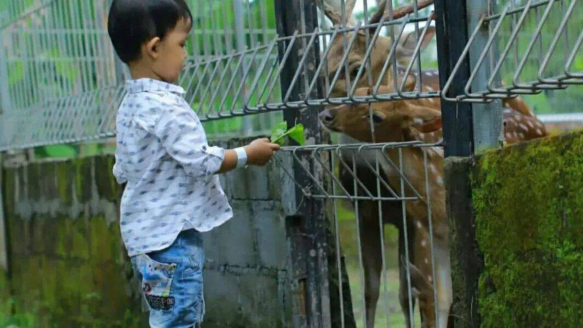 WISATA YOGYAKARTA: Salah satu aktivitas di Mini Zoo Jogja Exotarium yaitu memberi makan rusa