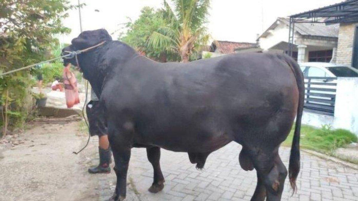 Sapi kurban dari Megawati yang didatangkan dari Pondok Pesantren An-Nidzhom Sukabumi
