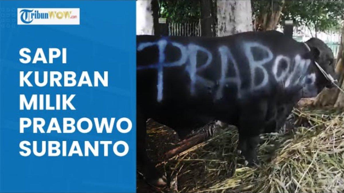 Sapi kurban yang dibeli Prabowo pada Idul Adha 2024