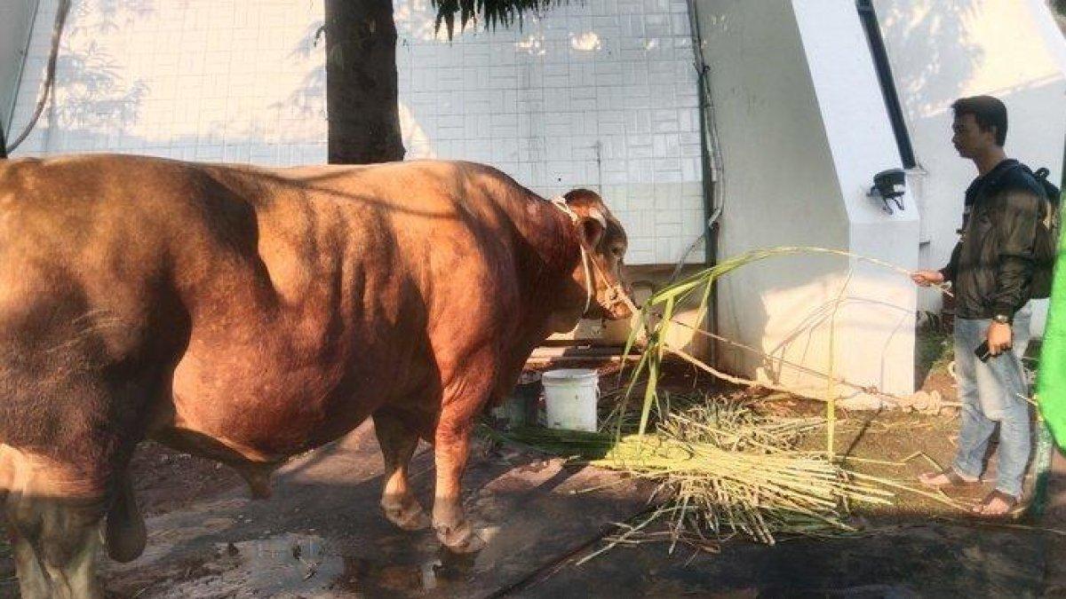 Sapi limosin seberat 1 ton dari Presiden Joko Widodo bakal disembelih sebagai hewan kurban, di Masjid Baiturrahman Semarang, Minggu (16/6/2024). Daging sapi tersebut akan dibagikan kepada 10 ribu warga yang memegang kupon.