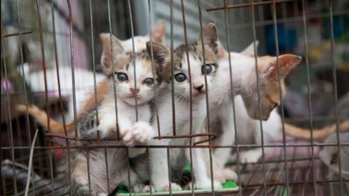 Ilustrasi menolong kucing
