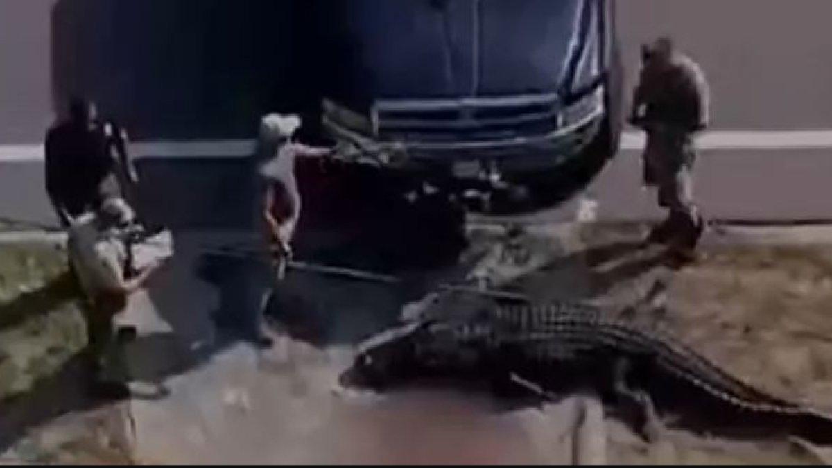 Seekor buaya sepanjang 14 kaki terlihat membawa tubuh manusia di mulutnya.