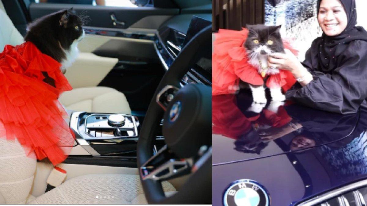Selebgram Haliza Maysuri beri hadiah mobil BMW untuk kucing kesayangannya.