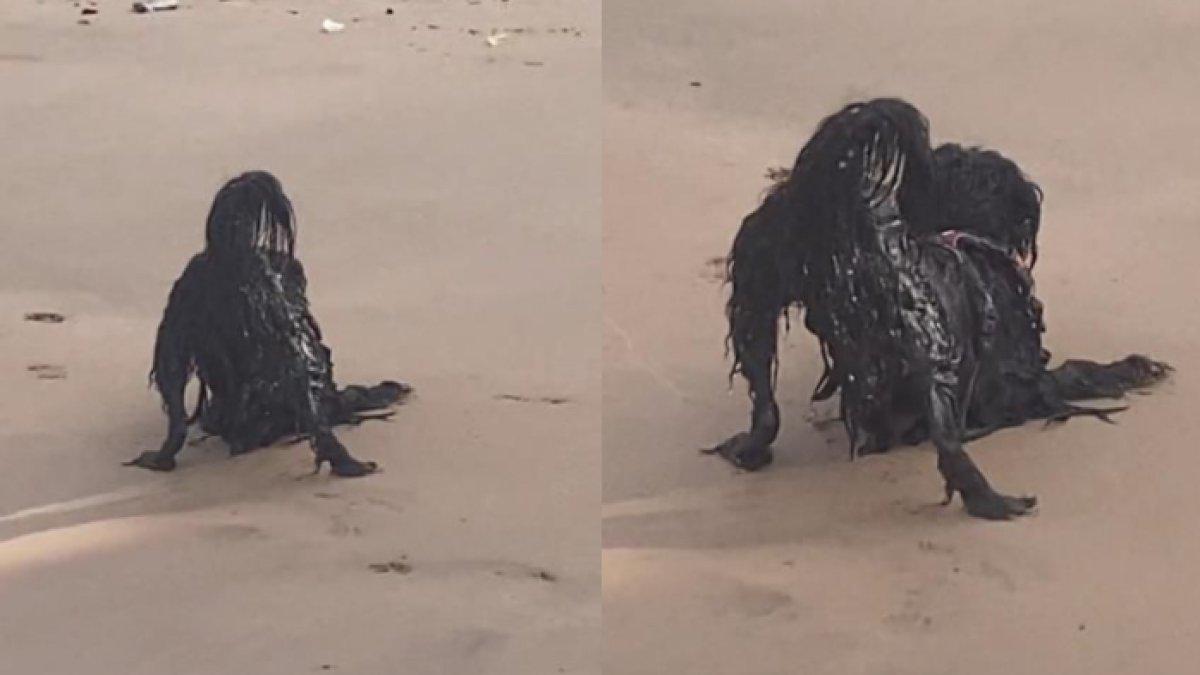 Semula yang dikira tangan panjang itu adalah kaki belakang anjing