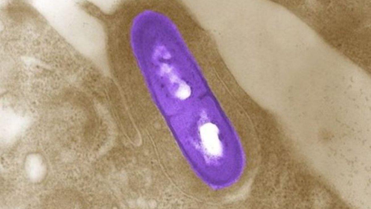 Bakteri Leptospira