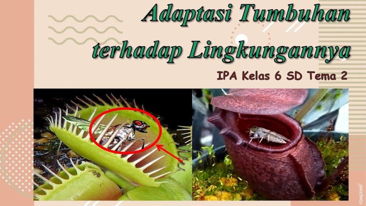 Soal dan kunci jawaban Buku Tematik kelas 6 tema 2