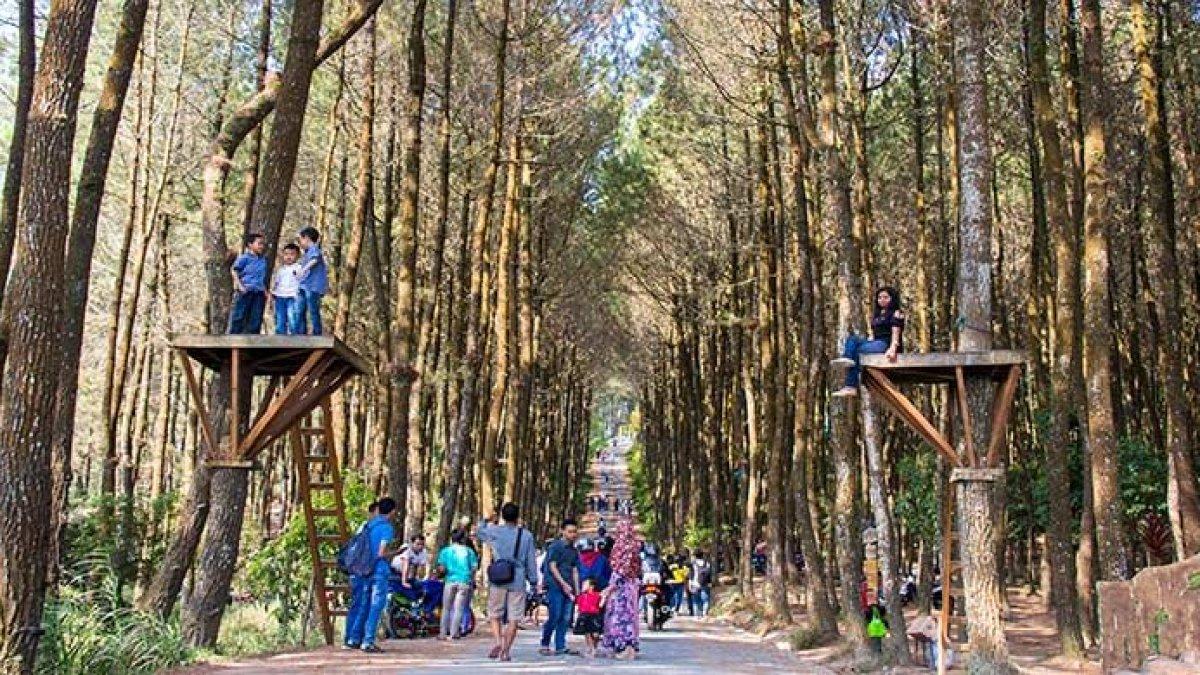 WISATA DI MAGELANG - Spot foto di Pinusan Kragilan berlatar belakang jalan dan barisan hutan pinus.