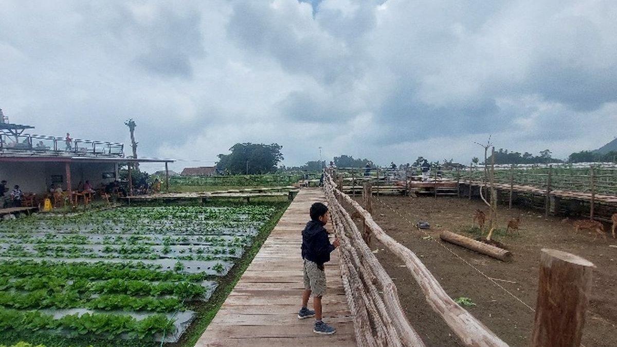 WISATA MAGELANG: Suasana Hutan Desa sangat ideal untuk dinikmati bersama keluarga