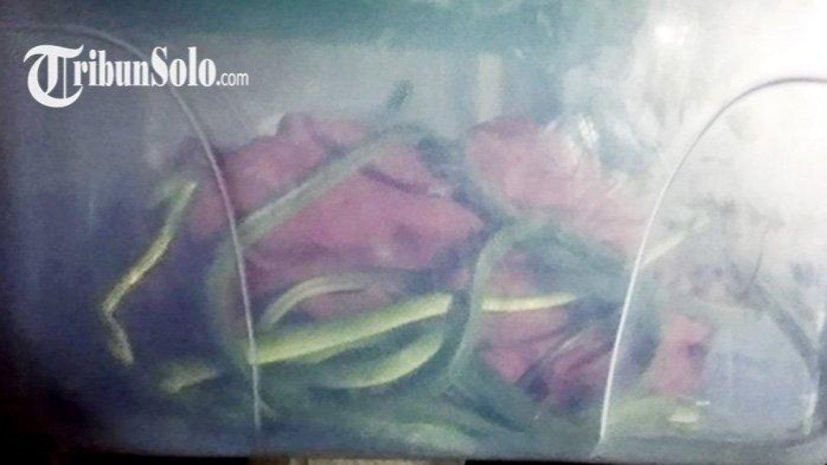 Syok buka paket isinya puluhan ular hijau