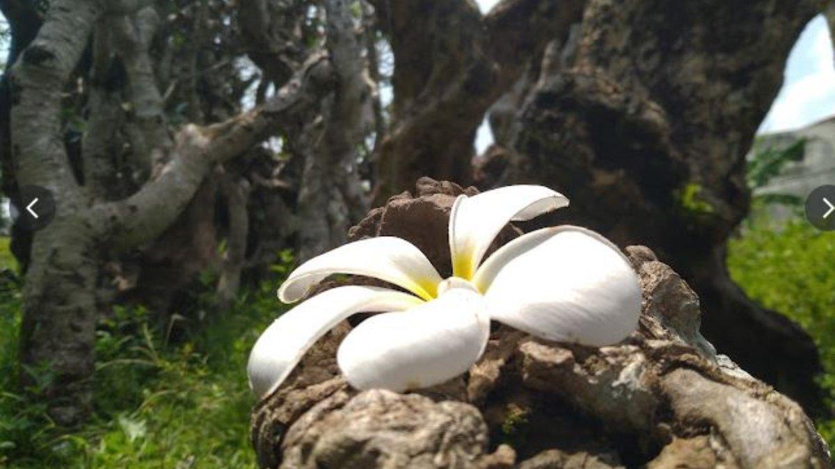 TAMAN KAMBOJA KLATEN - Keindahan bunga Kamboja di Taman Kamboja Klaten.