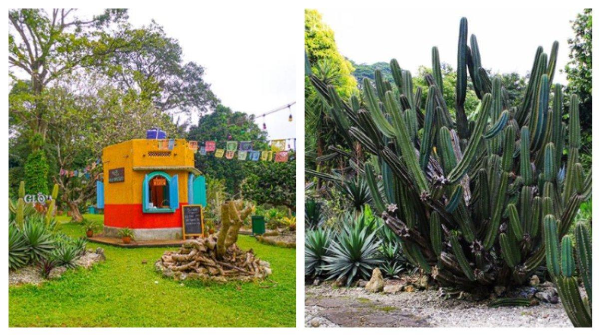 TAMAN MEKSIKO BOGOR - Intip serunya wisata Taman Meksiko di Kebun Raya Bogor, ada ratusan spesies kaktus.