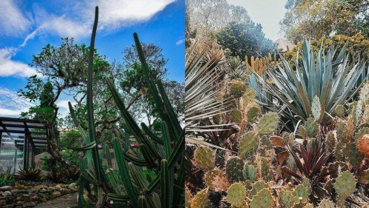 WISATA LEBARAN 2025 - Tanaman kaktus yang ada di Kebun Raya Bogor, Jawa Barat.