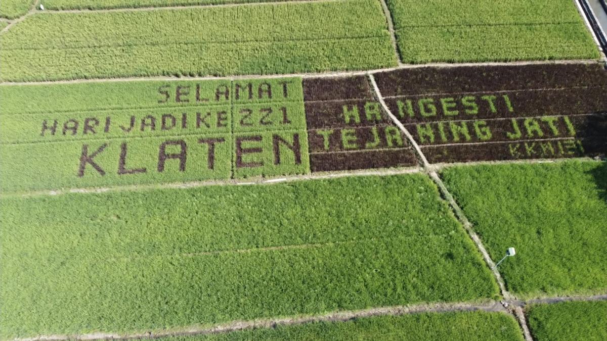 HUT KLATEN - Seni melukis sawah atau tanbo art ucapan selamat HUT ke-221 Klaten di lahan persawahan di Desa dan Kecamatan Juwiring, Kabupaten Klaten, Selasa (22/7/2025).