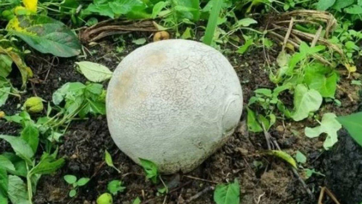 Telur raksasa dengan sekitar 2 kg