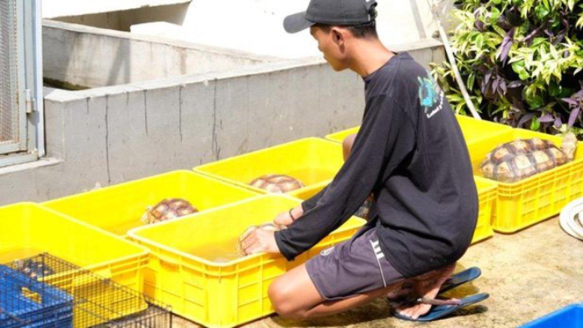 Terkuak omzet bisnis ternak kura-kura