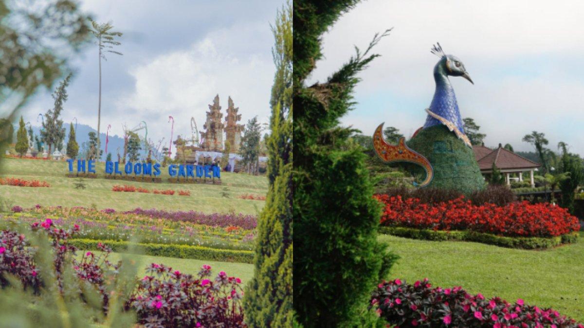 WISATA MENARIK - Potret The Blooms Garden diambil dari Instagram pada Jumat (23/5/2025). The Blooms Garden berada di kawasan Bedugul, Banjar Batusesa, Candikuning, Baturiti, Kabupaten Tabanan, Bali. 