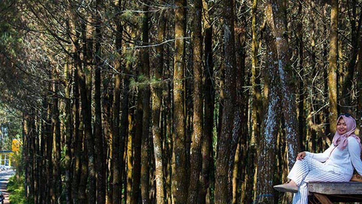 WISATA DI MAGELANG - Top Selfie Pinusan Kragilan, Magelang menawarkan spot foto yang instagrammable bagi para pengunjungnya.