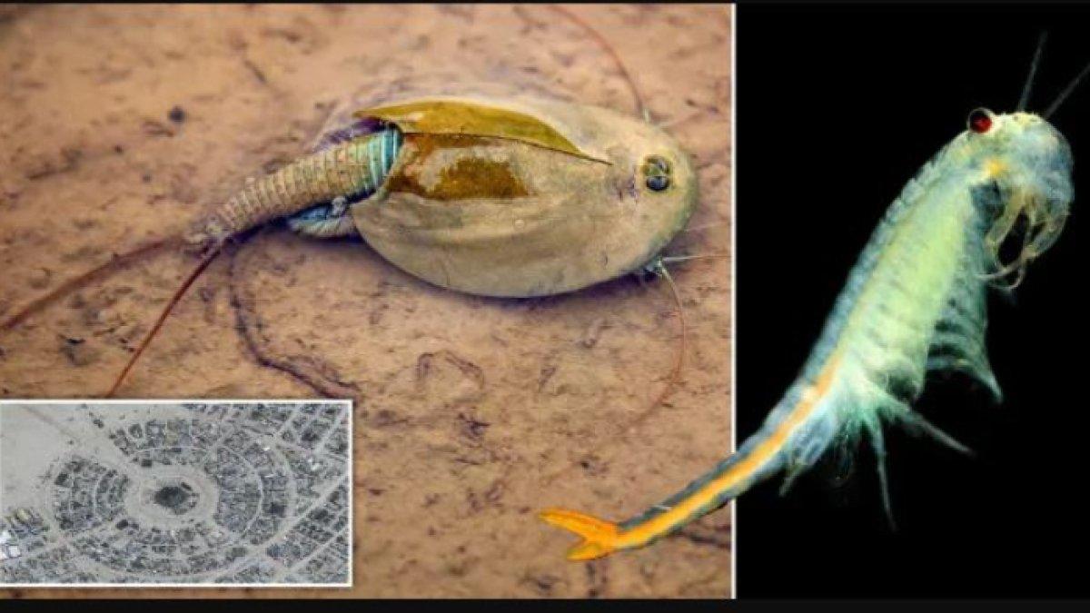 Triop berkerabat dengan makhluk hidup tertua, Triops cancriformis, sehingga kadang-kadang disebut 'udang dinosaurus'