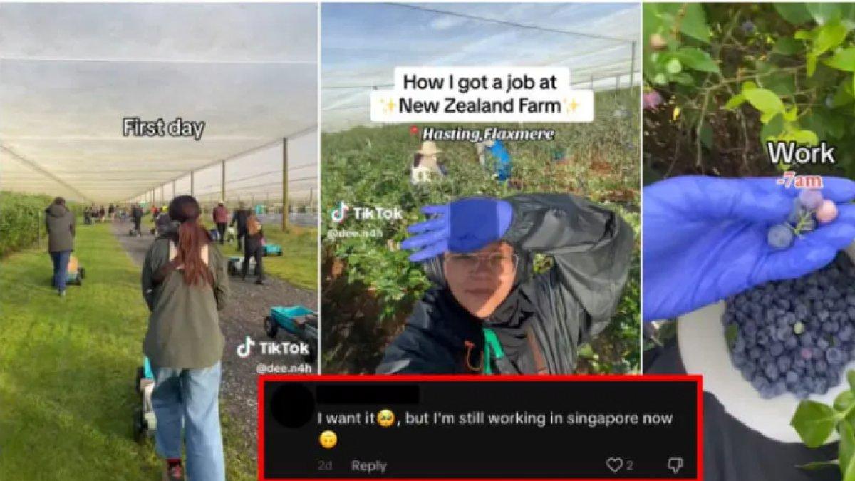Tukang panen buah di Selandia Baru ini setiap hari pulang-pergi naik pesawat