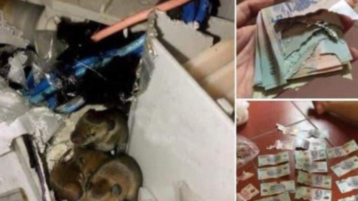 Uang yang disimpan dirusak tikus