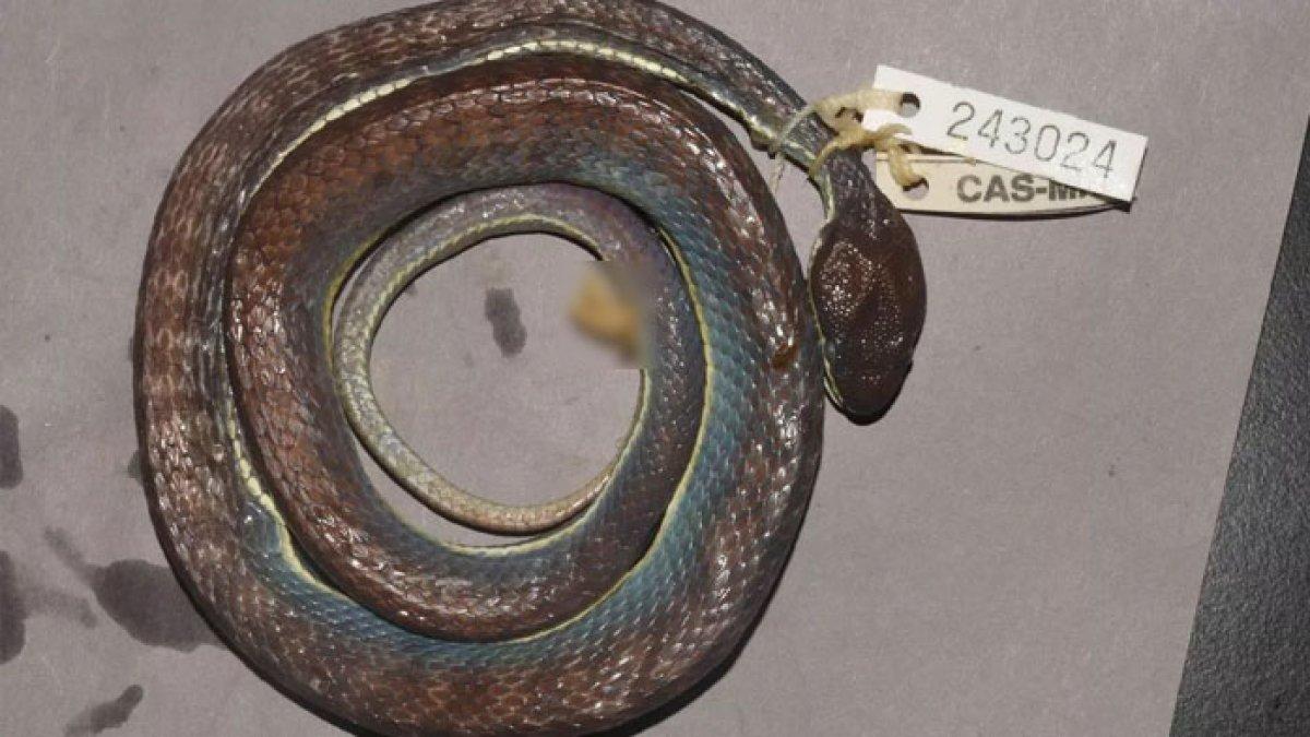 Ular genus Trimeresurus