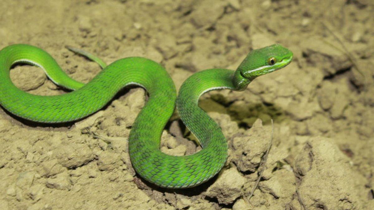 Ular hijau genus Trimeresurus