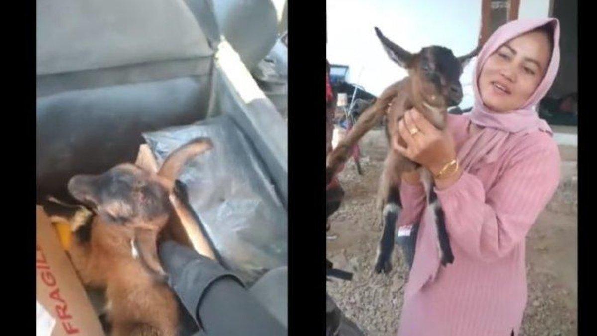 VIRAL, momen kurir COD-an anak kambing yang dibeli pelanhgan di TikTok Shop, sabar dan hati-hati saat mengantar