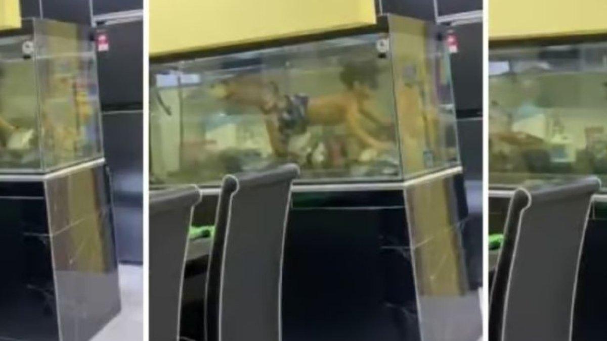 Video bocah laki-laki yang berenang di akuarium rumahnya di Malaysia
