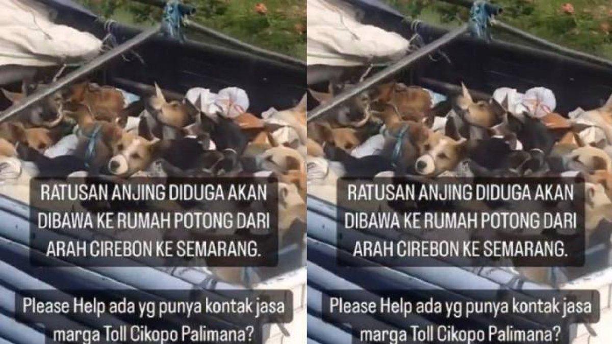 Video truk yang membawa ratusan anjing di jalan tol arah Cirebon