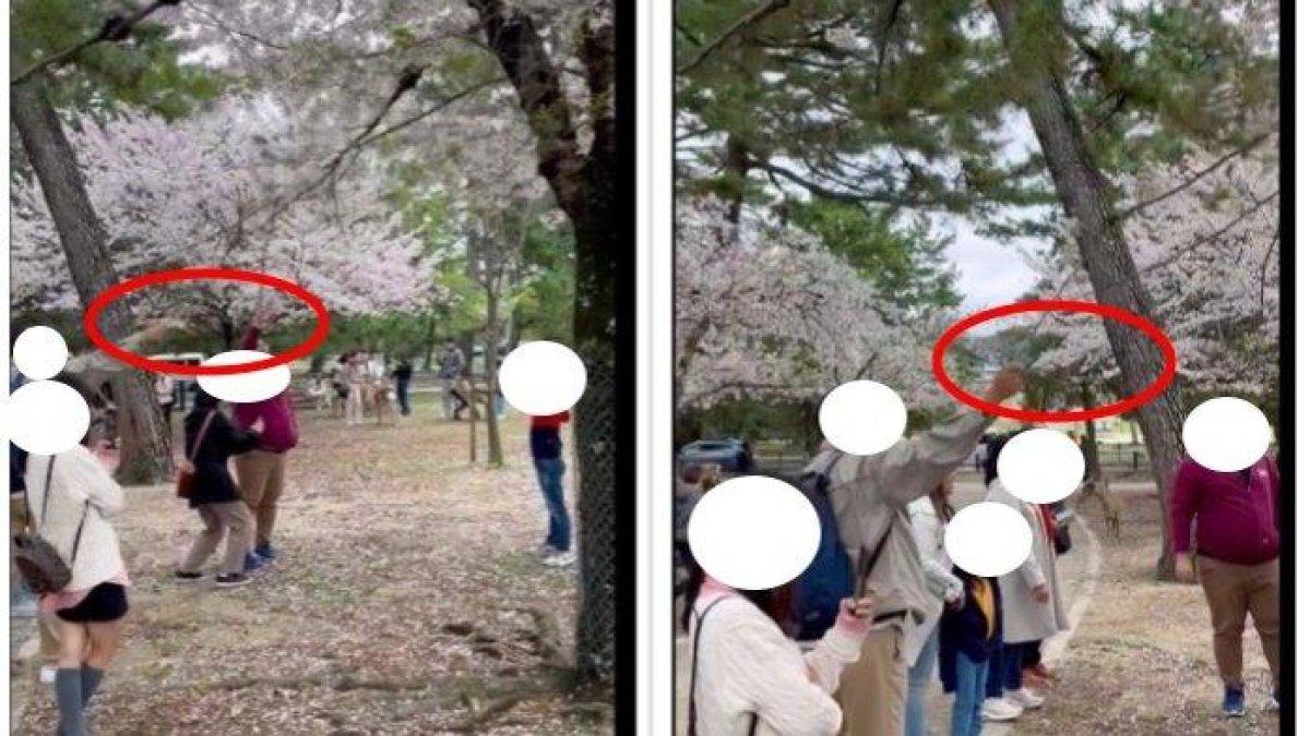 Viral Diduga Turis Indonesia Rontokkan Bunga Sakura di Jepang, Jadi Omongan Netizen Luar Negeri
