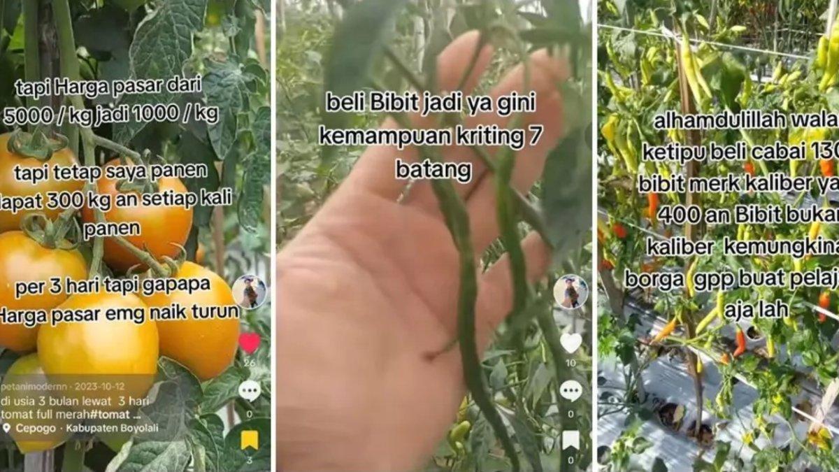 Viral karyawan resign untuk jadi petani