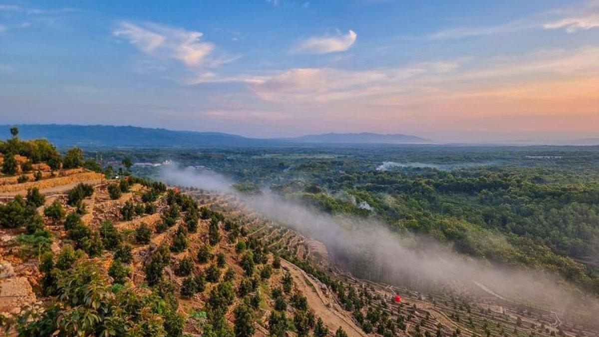 WISATA DI WONOGIRI - Hamparan Kebun Alpukat di Bukit Dewa Dewi Wonogiri.