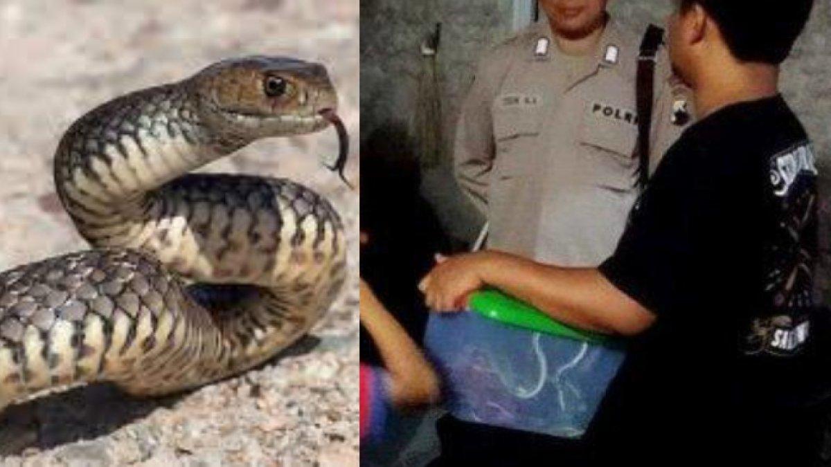 Warga Karanganyar, Jawa Tengah dihebohkan dengan kiriman paket berisi 12 ular hidup,.