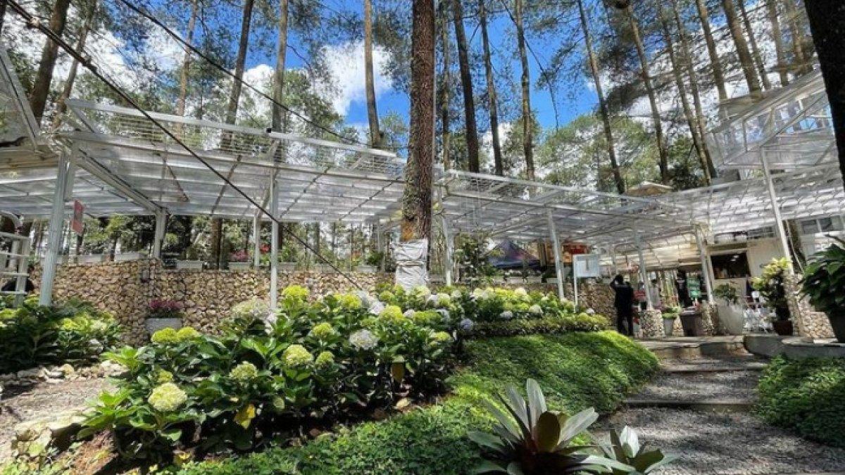 WISATA KULINER - Potret Warung Kopi Gunung disadur dari Kompas.com pada Kamis (1/5/2025). Warung Kopi Gunung Cikole berada di Lembang, Kabupaten Bandung Barat.