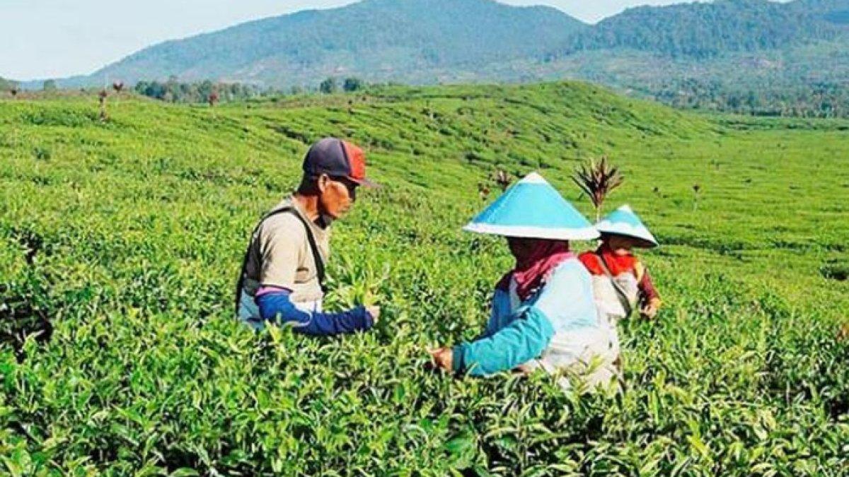 WISATA SEJUK - Potret Wisata Kebun Teh Kayu Aro disadur dari Kompas.com pada Selasa (29/4/2025). Wisata Kebun Teh Kayu Aro berada di Kerinci, Jambi.