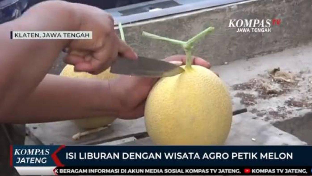 WISATA AGRO KLATEN: 5 fakta wisata agro petik melon di Klaten dengan harga 20 ribu rupiah saja per kilo