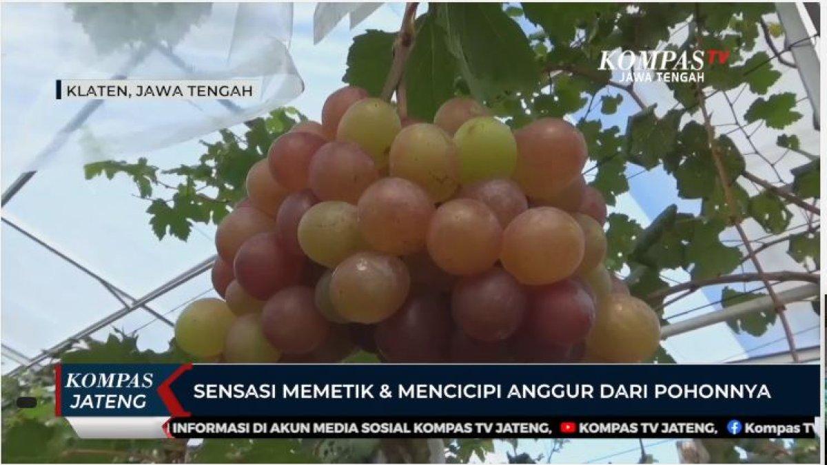 WISATA KLATEN: Wisata petik Anggur di Klaten Jawa Tengah