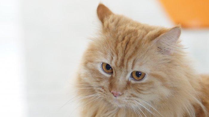 Ilustrasi Kucing. 