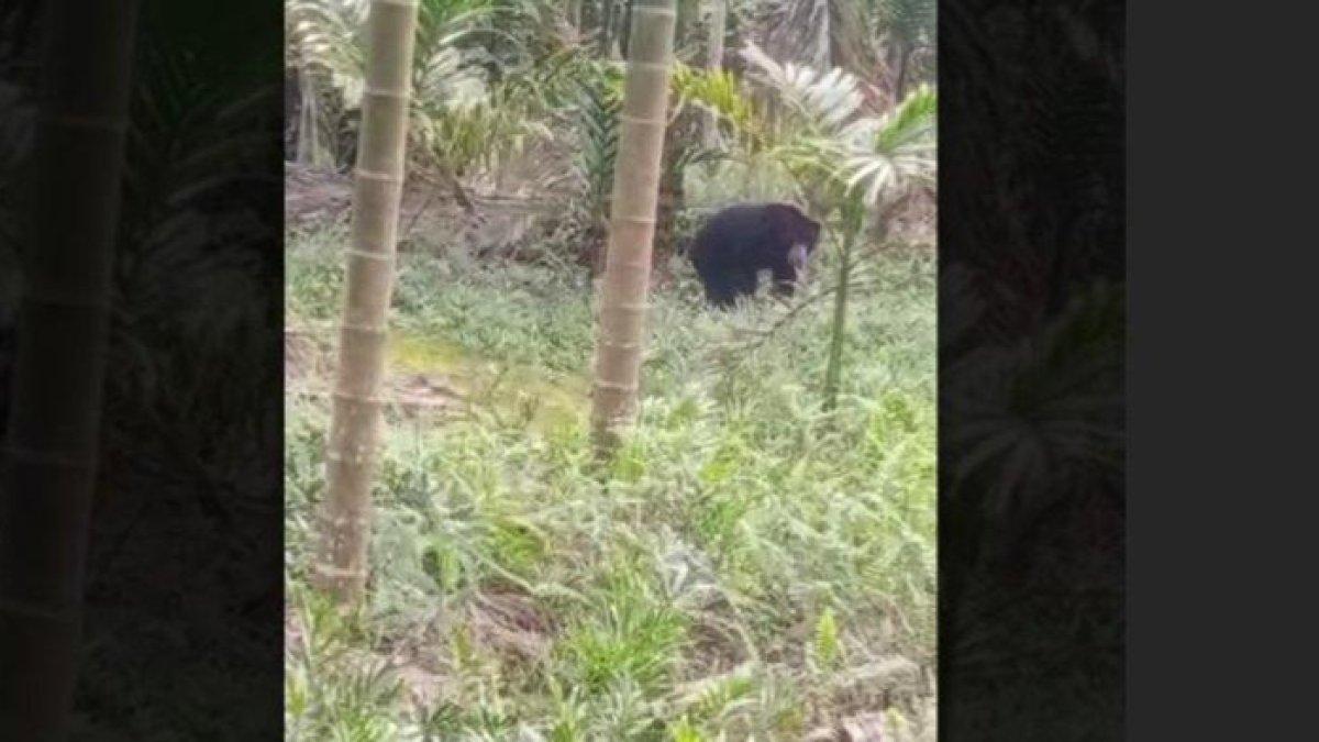 Beruang di hutan Jambi
