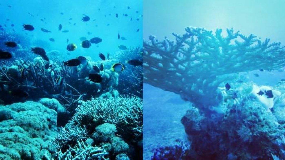 Pesona bawah laut Paserang Island di Sumbawa NTB.