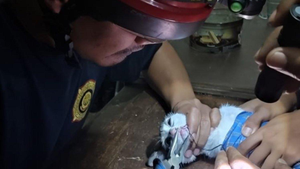 Damkar banyu kucing lepaskan kail dari mulutnya
