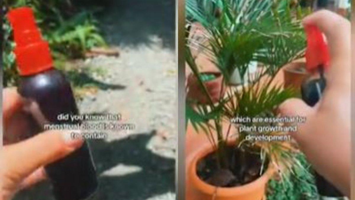 Wanita membagikan tips bercocok tanamnya yang aneh dengan menggunakan darah menstruasi.