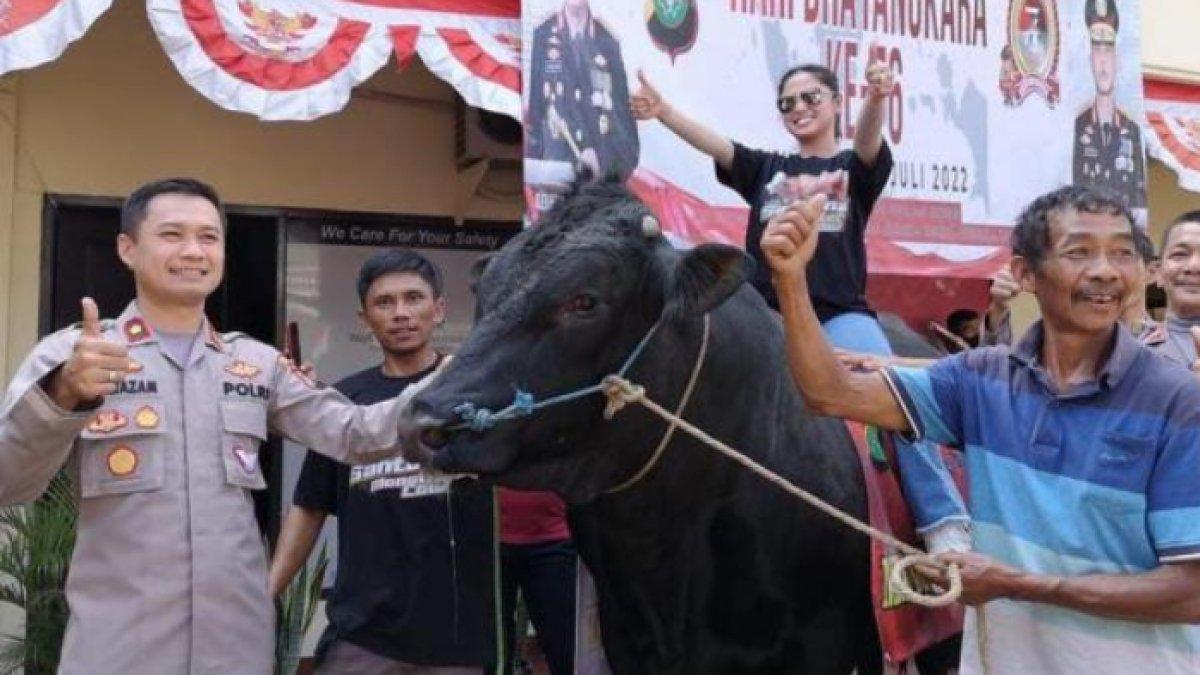 Dewi Perssik dan sapinya.