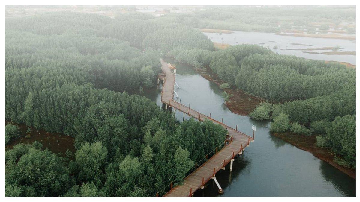 Hutan mangrove