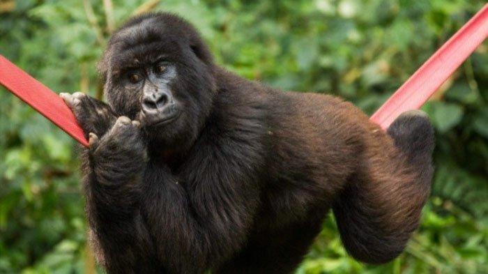 Jawaban dari soal Bahasa Inggris Kelas 9 halaman 52 Kurikulum Merdeka yang di dalamnya terdapat teks tentang Orangutan and Gorillla.