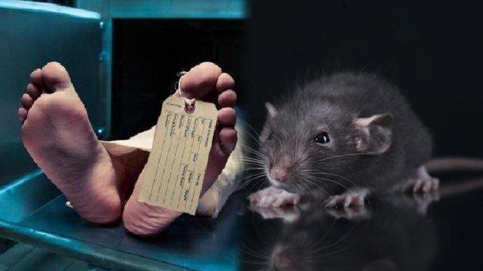 Ketahui Apa Itu Leptospirosis, Penyebab dan Gejala 